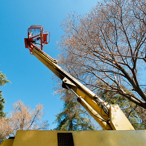 Tree removal